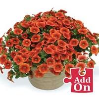 petunia trillion bells orange sunset 3 large plants