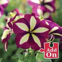 Petunia Crazytunia Knight Rider (Trailing) 3 Large Plants