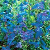 penstemon blue 5 penstemon plug plants