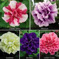 Petunia \'Tumbelina Collection\' - 20 petunia plug plants - 4 of each variety