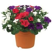 petunia surfinia classic trailing mix 1 pre planted container