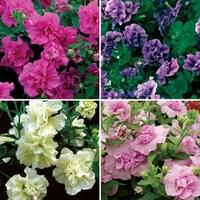 Petunia Tumbelina Scented Trailing Mix 1 Pre Planted Container