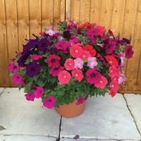 Petunia New Generation Capri Hardy 1 Pre-Planted Container