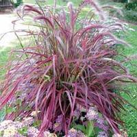 Pennisetum setaceum \'Fireworks\' - 1 pennisetum plug plant