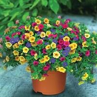 petunia trillion bells carnival mix trailing 2 pre planted containers