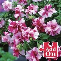 petunia tumbelina rosy ripple 3 large plants