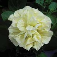 Petunia \'Susanna\' (Tumbelina Series) - 5 petunia plug plants
