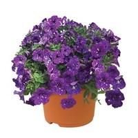 petunia nightsky semi trailing 1 pre planted container