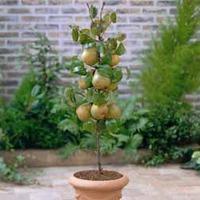 pear doyenne du comice mini fruit tree 1 pear tree