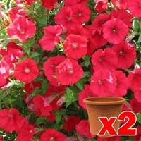 Petunia Surfina Classic Trailing Red 2 Pre Planted Containers