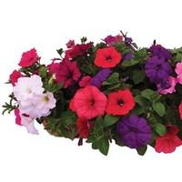 Petunia New Generation Capri Hardy 1 Pre-Planted Trough