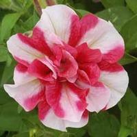 Petunia \'Cherry Ripple\' (Tumbelina Series) - 5 petunia plug plants