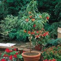 peach mini patio tree 1 peach plant in 23cm pot