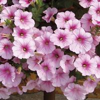 Petunia Surfinia \'Sweet Pink\' - 5 petunia plug plants