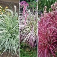 Pennisetum Collection 6 Large Plants