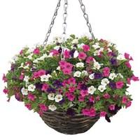 Petunia Trillion Bells Celebration Mix 2 Pre-Planted Rattan Hanging Baskets