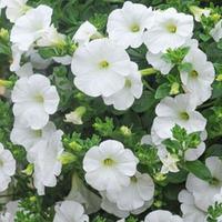 Petunia \'Surfinia® White\' (Large Plant) - 2 petunia plants in 3 litre pots