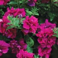 Petunia Tumbelina (Scented) 6 Jumbo Ready Plants