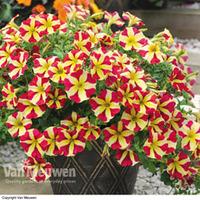Petunia \'Amore Queen of Hearts\' - 5 petunia plug plants