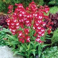 penstemon red bells 6 plants 1 litre