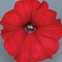 Petunia Surfinia Classic (Trailing) Red 6 Large Plants