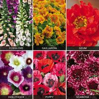 Perennials \'Express Collection\' (Garden Ready) - 6 perennial garden ready plug plants