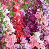 penstemon symphony mixed 24 penstemon plug tray plants