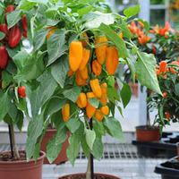 Pepper \'Capsipop Gold\' - 2 pepper plants in 9cm pots