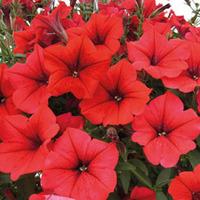 Petunia Surfinia \'Table Dark Red\' - 5 petunia plug plants