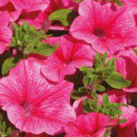 Petunia Surfinia \'Hot Pink\' - 10 petunia plug plants