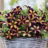 Petunia \'Crazytunia Pulse\' - 5 petunia plug plants