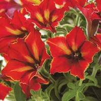 Petunia \'Crazytunia Mandevilla\' - 10 petunia plug plants