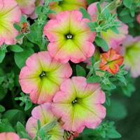 Petunia \'Cremissimo\' - 10 petunia Postiplug plants