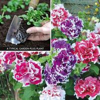 Petunia \'Orchid Picotee Mix\' (Garden Ready) - 30 garden ready petunia plug plants