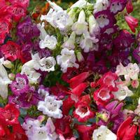 Penstemon cobaea \'Wedding Bells\' Mixed (Garden Ready) - 30 garden-ready penstemon plug plants