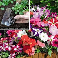Petunia \'Frenzy Mix\' (Garden ready) - 30 garden ready petunia plug plants