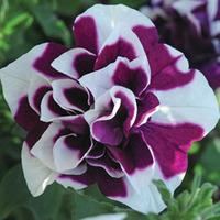 Petunia \'Damson Ripple\' - 10 petunia plug plants