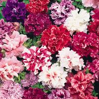 Petunia \'Orchid Flowered Mix\' (Garden Ready) - 30 garden ready petunia plug plants