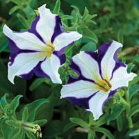 Petunia \'Crazytunia Starlight Blue\' - 10 petunia plug plants