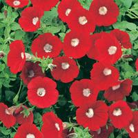 Petunia \'Surfinia® Blood Red\' (Large Plant) - 2 petunia plants in 3 litre pots