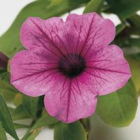 Petunia Surfinia® \'Hot Pink\' (Large Plant) - 2 petunia plants in 3 litre pots
