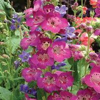 Penstemon \'Juicy Grape\' - 3 penstemon plug plants