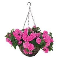 petunia tumbelina scented dark pink 4 pre planted rattan baskets