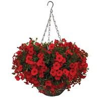 Petunia Surfinia Classic Trailing Red 4 Pre-Planted Rattan Baskets