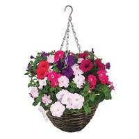 petunia grand prix 1 pre planted rattan basket