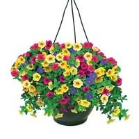 Petunia Trillion Bells Carnival Mix (Trailing) 2 Hanging Baskets