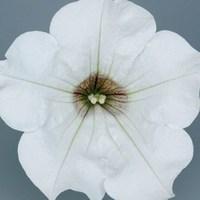 petunia surfinia classic trailing white 6 jumbo plants