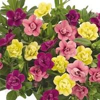 petunia hawaiian my sweetheart 12 jumbo plants