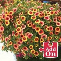 Petunia Trillion Bells Illusion 3 Jumbo Ready Plants