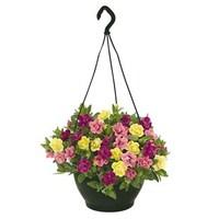 petunia hawaiian my sweetheart 1 pre planted hanging basket